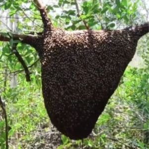 সুন্দরবনের চাকের মধু - ৫০০ গ্রাম